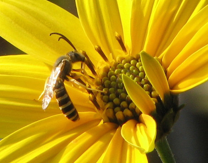 Syrphidae